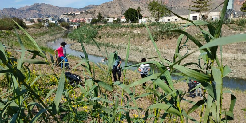 Limpieza margenes río Segura en Orihuela