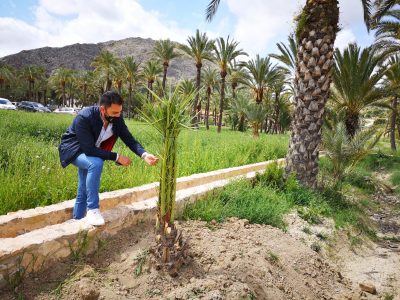 Orihuela retoma los trabajos de nuevas plantaciones de palmeras