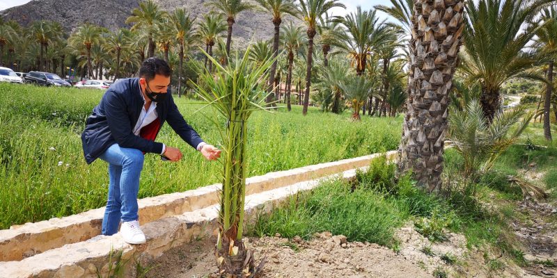 Orihuela retoma los trabajos de nuevas plantaciones de palmeras
