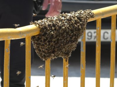 Un enjambre de abejas deja una imagen insólita en Bigastro