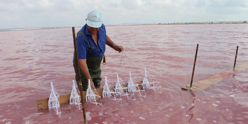 La UA pone en abierto el documental 'Artesanos de la Sal' de Torrevieja