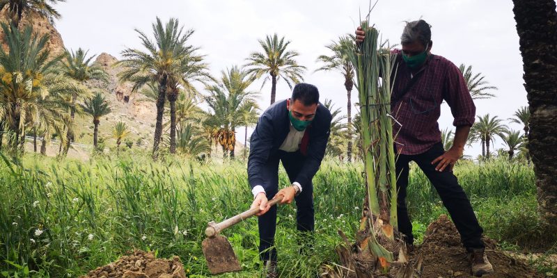 Medio Ambiente de Orihuela se adhiere a la iniciativa #UnÁrbolPorEuropa