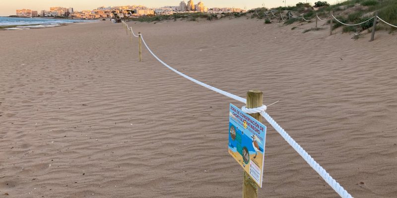 Torrevieja toma medidas para salvaguardar la nidificación del Chorlitejo Patinegro