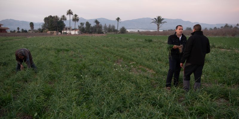 El alcalde de Cox pide a la ministra Ribero que visite la Vega Baja y escuche a los agricultores