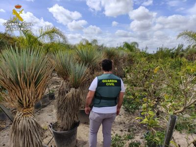 Detienen al autor del robo de 70 plantas de Yuca Rostrata en Callosa