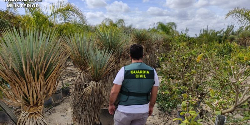 Detienen al autor del robo de 70 plantas de Yuca Rostrata en Callosa