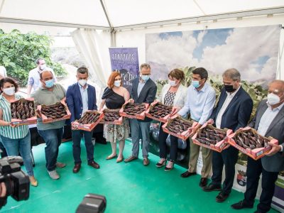 Albatera inaugura la temporada de su producto estrella: la breva