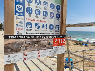 Torrevieja informa sobre nidificaciones de tortugas marinas en las playas
