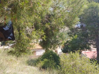 Orihuela pone trampas biológicas contra la procesionaria en las pinadas