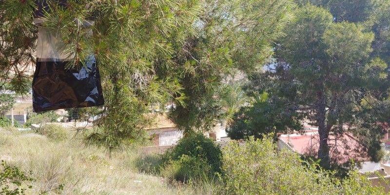 Orihuela pone trampas biológicas contra la procesionaria en las pinadas