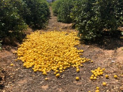 Anuncian pérdidas de más de 52 millones de euros en la "desastrosa" campaña del limón