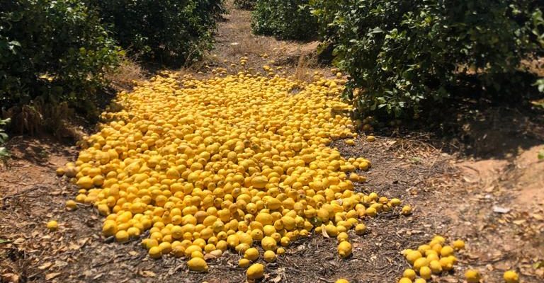 Anuncian pérdidas de más de 52 millones de euros en la "desastrosa" campaña del limón