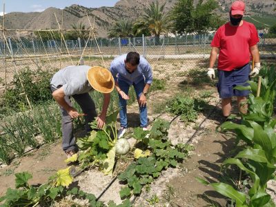 Orihuela abre el plazo de solicitudes para el uso de sus huertos ecológicos