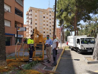 Orihuela comienza los trabajos de retirada de infrutescencias en el BIC del Palmeral