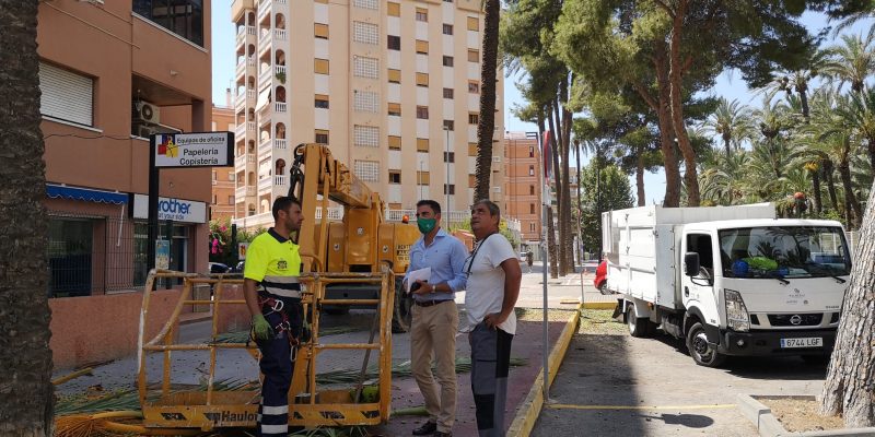Orihuela comienza los trabajos de retirada de infrutescencias en el BIC del Palmeral