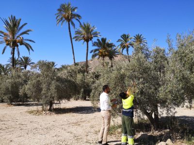 Actúan contra la mosca del olivo en las parcelas agrícolas del palmeral de Orihuela