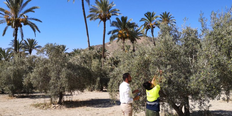 Actúan contra la mosca del olivo en las parcelas agrícolas del palmeral de Orihuela