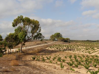 Comienza a elegir el personal para el taller de empleo 'Vides de la Mata' en Torrevieja