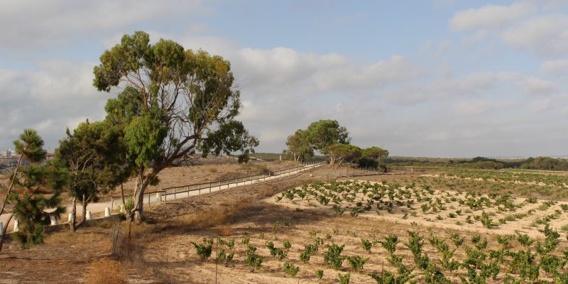 Comienza a elegir el personal para el taller de empleo 'Vides de la Mata' en Torrevieja
