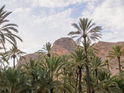 La Ordenanza de Fomento y Protección de la Palmera Datilera entra en vigor en Orihuela