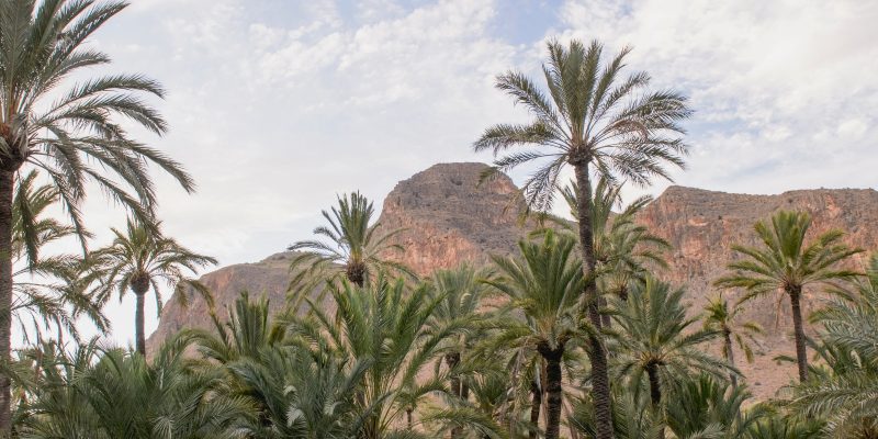 La Ordenanza de Fomento y Protección de la Palmera Datilera entra en vigor en Orihuela