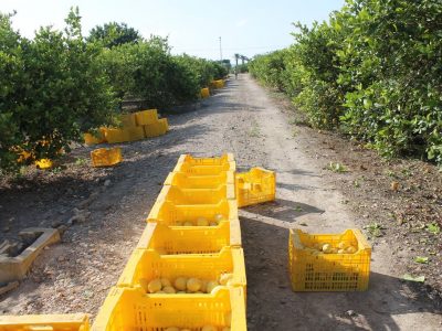 ASAJA alerta del peligro de la transmisión del Cotonet en los cítricos