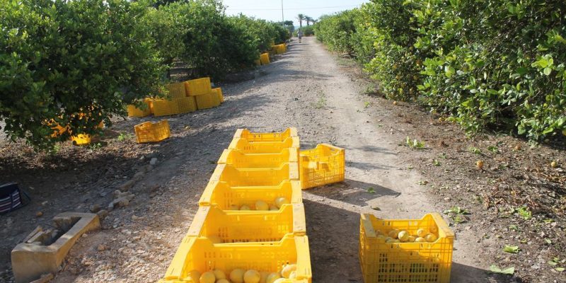 ASAJA alerta del peligro de la transmisión del Cotonet en los cítricos