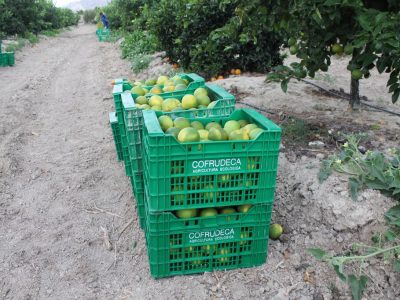 Consensúan un documento para solucionar el problema de la pinyolà