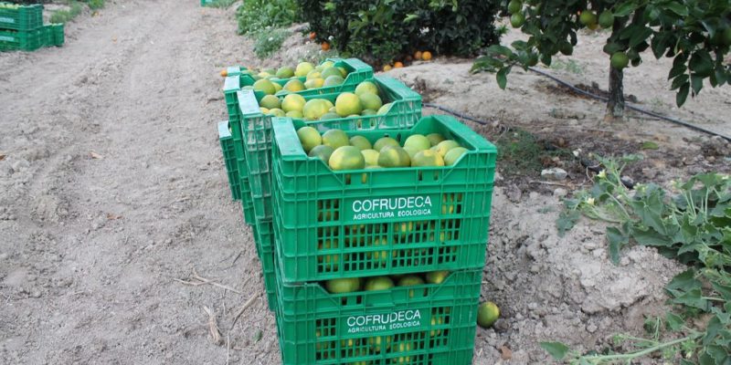 Consensúan un documento para solucionar el problema de la pinyolà