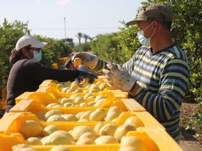 La campaña del limón se presenta con un descenso de producción en la Vega Baja