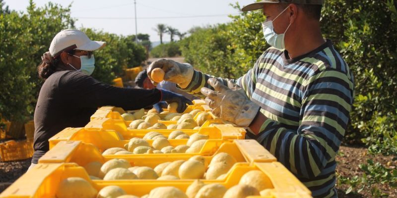 La campaña del limón se presenta con un descenso de producción en la Vega Baja
