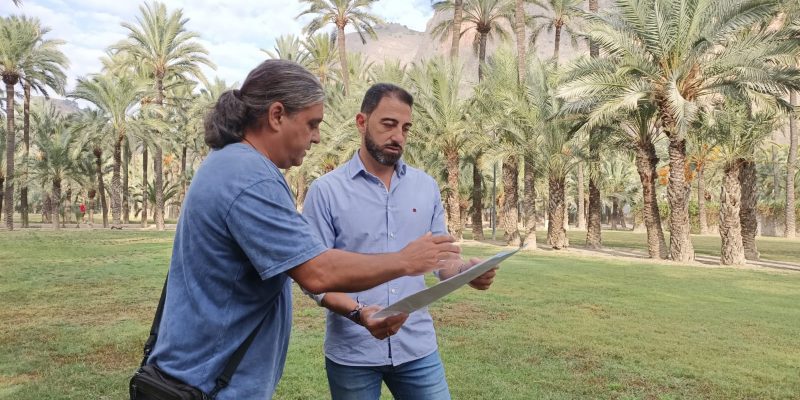 Orihuela organiza este jueves una jornada sobre su palmeral
