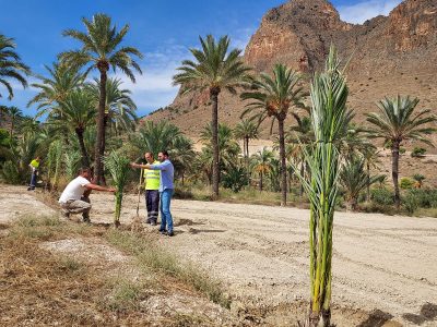 Orihuela retoma la plantación de palmeras en el BIC del Palmeral