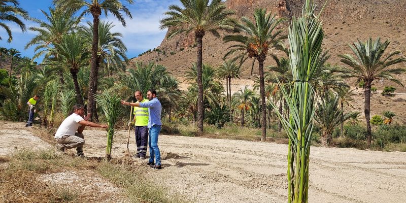 Orihuela retoma la plantación de palmeras en el BIC del Palmeral