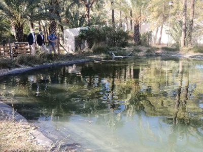 Orihuela rehabilitará la balsa de riego tradicional del Palmeral