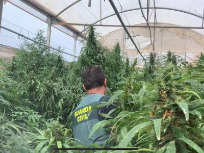 Detectan 8 plantaciones de marihuana que se hacían pasar por empresas de cáñamo industrial
