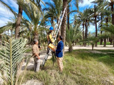 Instalan cajas de nido para aves y refugios para murciélagos en el Palmeral de Orihuela