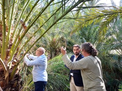 Orihuela prueba en el Palmeral un sistema pionero contra el picudo rojo