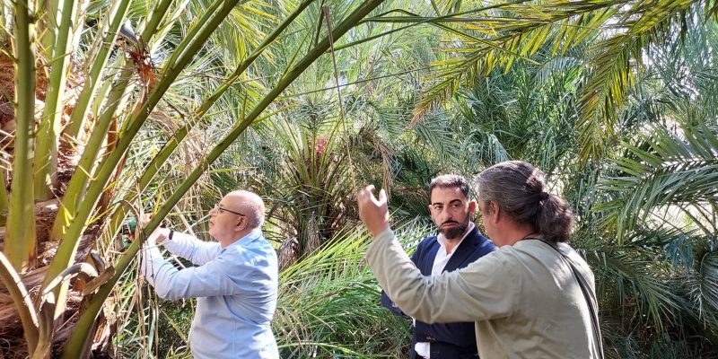 Orihuela prueba en el Palmeral un sistema pionero contra el picudo rojo