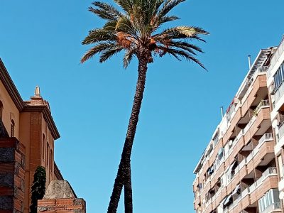 El PSOE de Orihuela denuncia el mal estado de una palmera