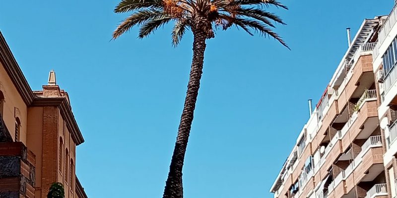 El PSOE de Orihuela denuncia el mal estado de una palmera