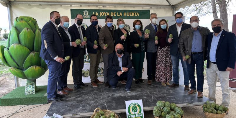 La Vega Baja inaugura la temporada la temporada de alcachofas