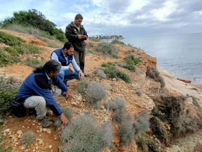 Descubren una nueva planta en peligro de extinción en Orihuela Costa