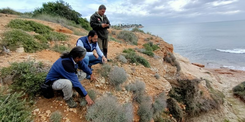 Descubren una nueva planta en peligro de extinción en Orihuela Costa