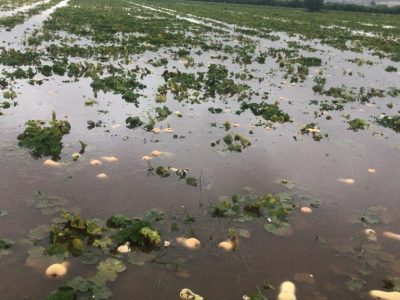 ASAJA alerta de la importancia de dragar los ríos para evitar desastres como el del Ebro