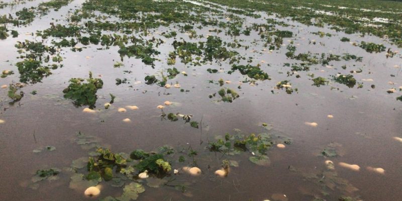 ASAJA alerta de la importancia de dragar los ríos para evitar desastres como el del Ebro