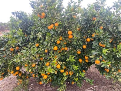 La Unió propone al MAPA medidas ante la campaña "ruinosa" de la naranza Navelina