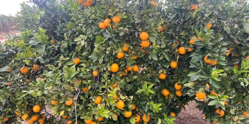 La Unió propone al MAPA medidas ante la campaña "ruinosa" de la naranza Navelina