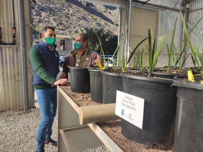 El Palmeral de Orihuela cuenta con casi 600 nuevos ejemplares germinados por escolares