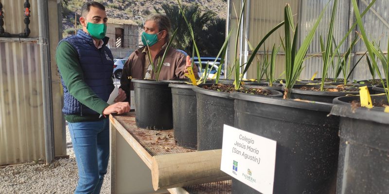 El Palmeral de Orihuela cuenta con casi 600 nuevos ejemplares germinados por escolares